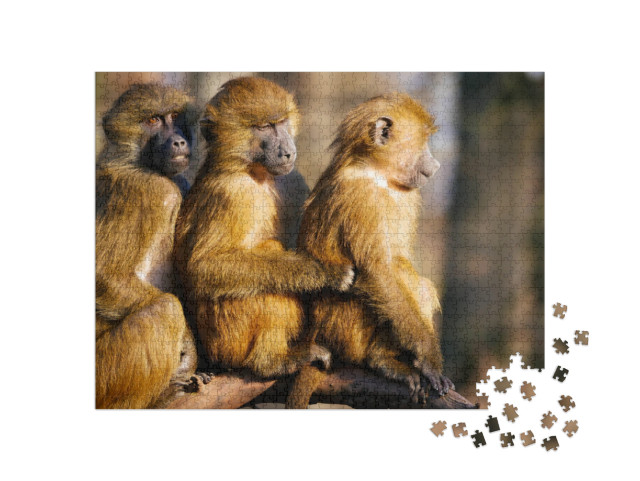 Baboons Family. Three Baboons Funny Expression... Jigsaw Puzzle with 1000 pieces