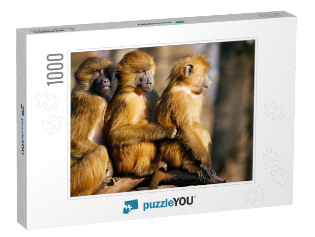 Baboons Family. Three Baboons Funny Expression... Jigsaw Puzzle with 1000 pieces