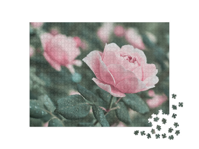 Rose Flower on Background Blurry Pink Roses Flower in the... Jigsaw Puzzle with 1000 pieces