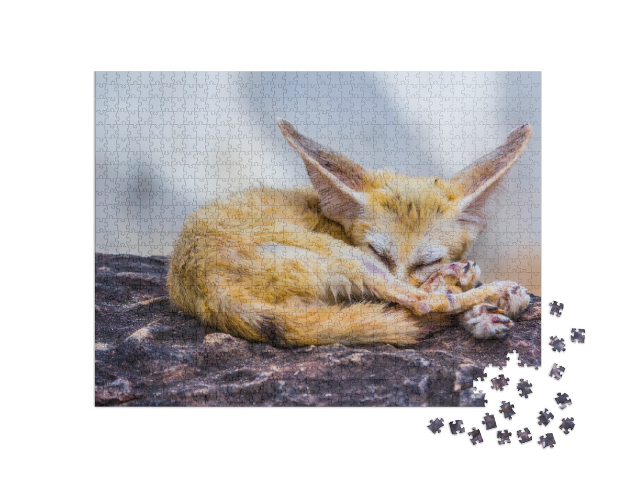 Small Fennec Fox Sleeping, Nature... Jigsaw Puzzle with 1000 pieces