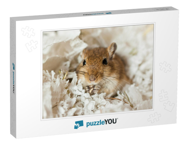 Mongolian Gerbils Meriones as a Pet... Jigsaw Puzzle