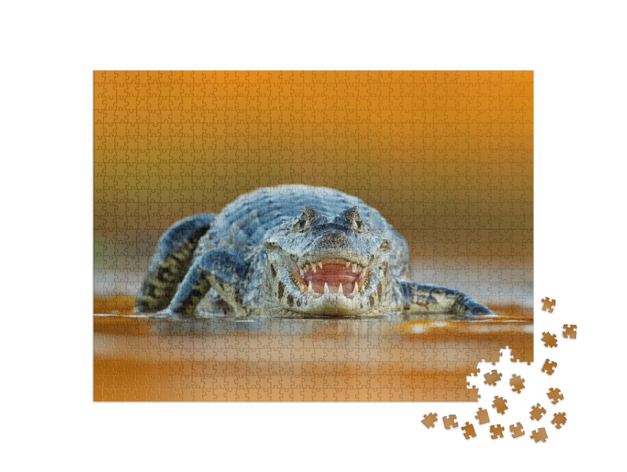 Yacare Caiman, Crocodile with Open Muzzle with Big Teeth... Jigsaw Puzzle with 1000 pieces