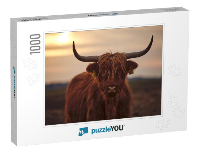 Young Scottish Highland Beef Cattle Closeup... Jigsaw Puzzle with 1000 pieces