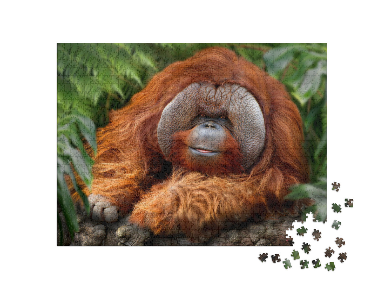 Orangutans, Orangutan, Orangutang, or Orang-Utang Old Ani... Jigsaw Puzzle with 1000 pieces