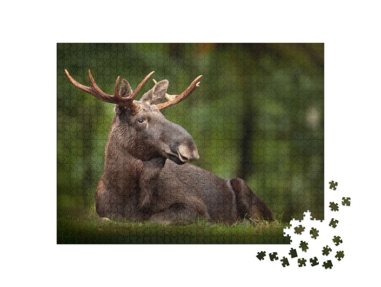 Elk or Moose, Alces Alces in the Dark Forest During Rainy... Jigsaw Puzzle with 1000 pieces