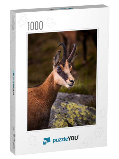 Portrait of Chamois, Wild Chamois in Nature... Jigsaw Puzzle with 1000 pieces