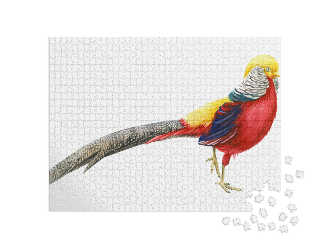 Pheasant on an Isolated White Background, Beautiful Bird... Jigsaw Puzzle with 1000 pieces