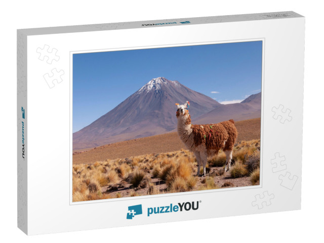 A Llama Lama Glama & Licancabur Volcano in Bolivia - Chil... Jigsaw Puzzle