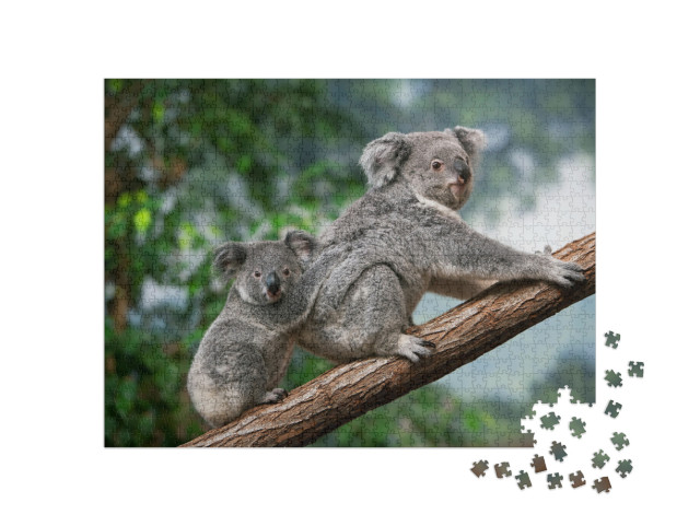 Koala, Phascolarctos Cinereus, Female Carrying Young on I... Jigsaw Puzzle with 1000 pieces