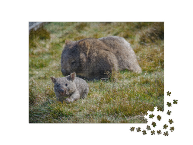 Joey Wombat Running from Its Mother in Cradle Mountain, T... Jigsaw Puzzle with 1000 pieces