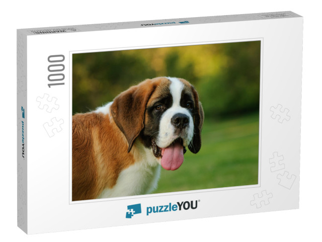 Portrait of Saint Bernard Puppy in the Park... Jigsaw Puzzle with 1000 pieces