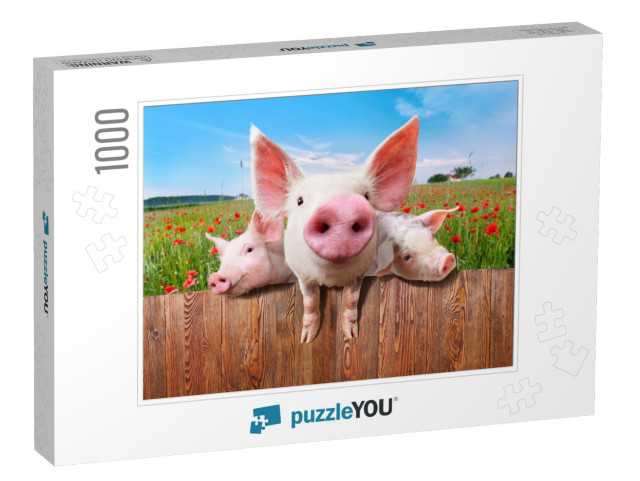 Young Pigs on the Farm Looking Over the Fence... Jigsaw Puzzle with 1000 pieces