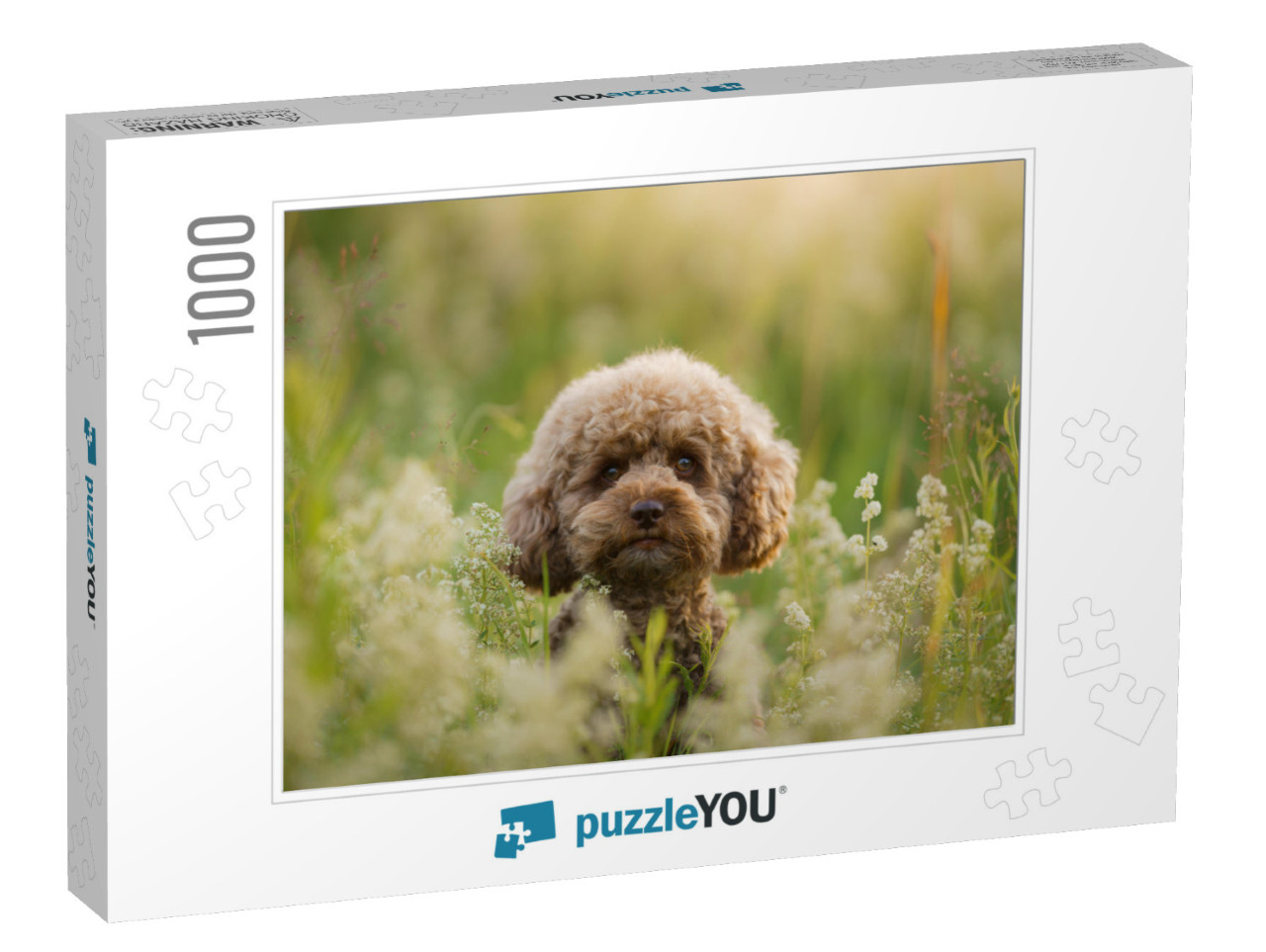 Miniature Chocolate Poodle on the Grass. Pet in Nature. C... Jigsaw Puzzle with 1000 pieces