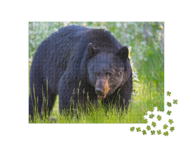 Wild Black Bear in the Summertime, Banff & Jasper Nationa... Jigsaw Puzzle with 1000 pieces