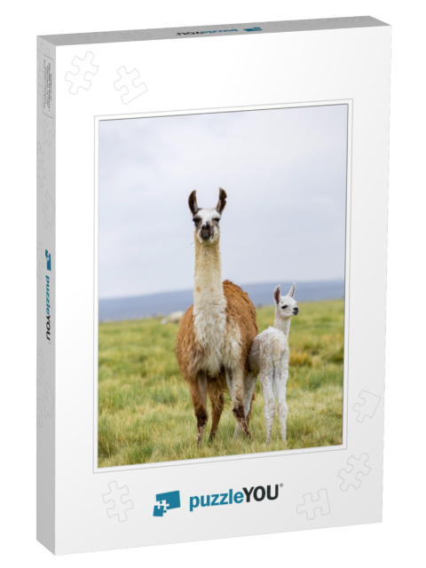 A Llama & Her Baby in the Altiplano in Bolivia... Jigsaw Puzzle