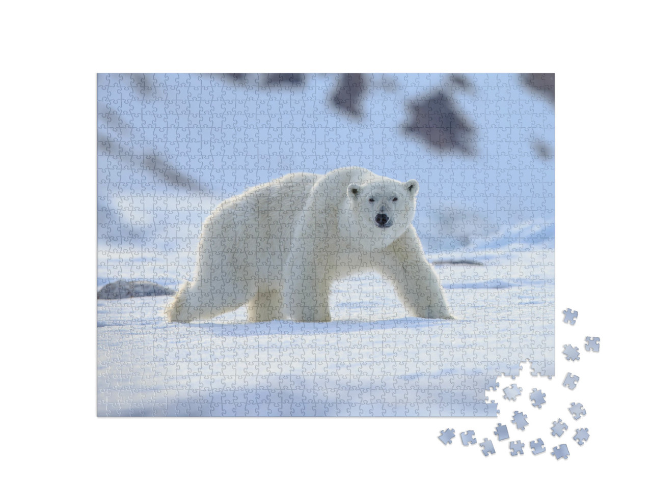 Polar Bear Ursus Maritimus... Jigsaw Puzzle with 1000 pieces