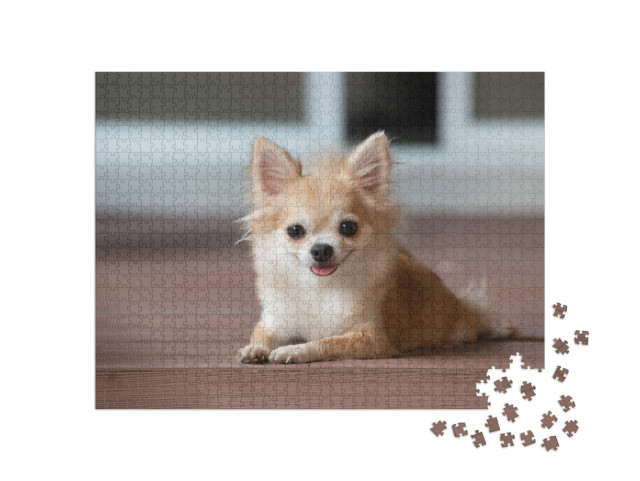 Brown Chihuahua Sitting on Floor. Small Dog in Asian Hous... Jigsaw Puzzle with 1000 pieces