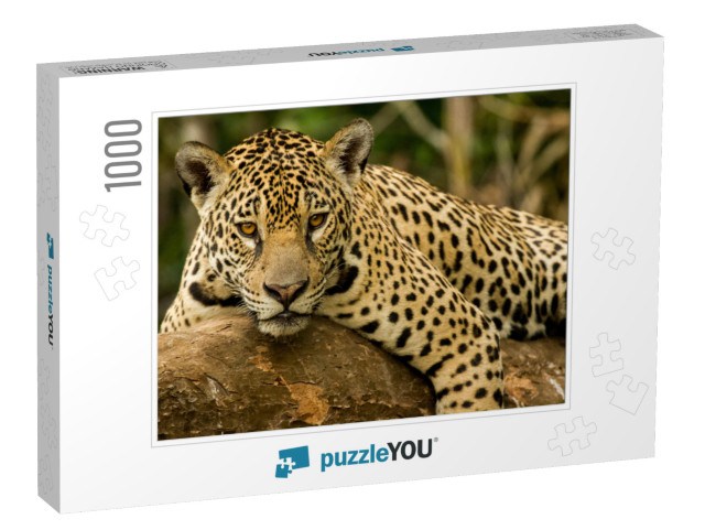 Brazilian Pantanal the Jaguar... Jigsaw Puzzle with 1000 pieces