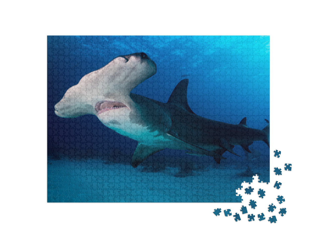 Great Hammerhead Shark Bahamas... Jigsaw Puzzle with 1000 pieces