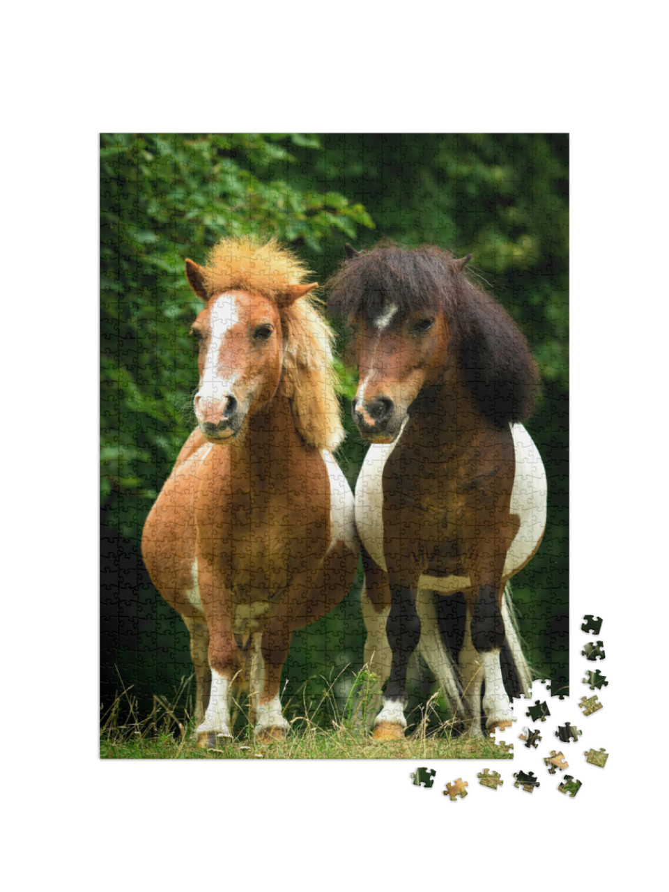 Two Little Painted Ponies Standing Close... Jigsaw Puzzle with 1000 pieces