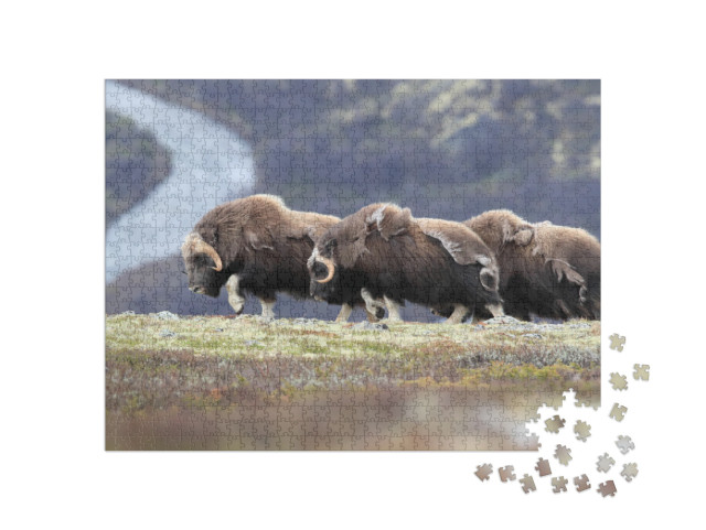 Muskox in Dovrefjell National Park, Norway... Jigsaw Puzzle with 1000 pieces