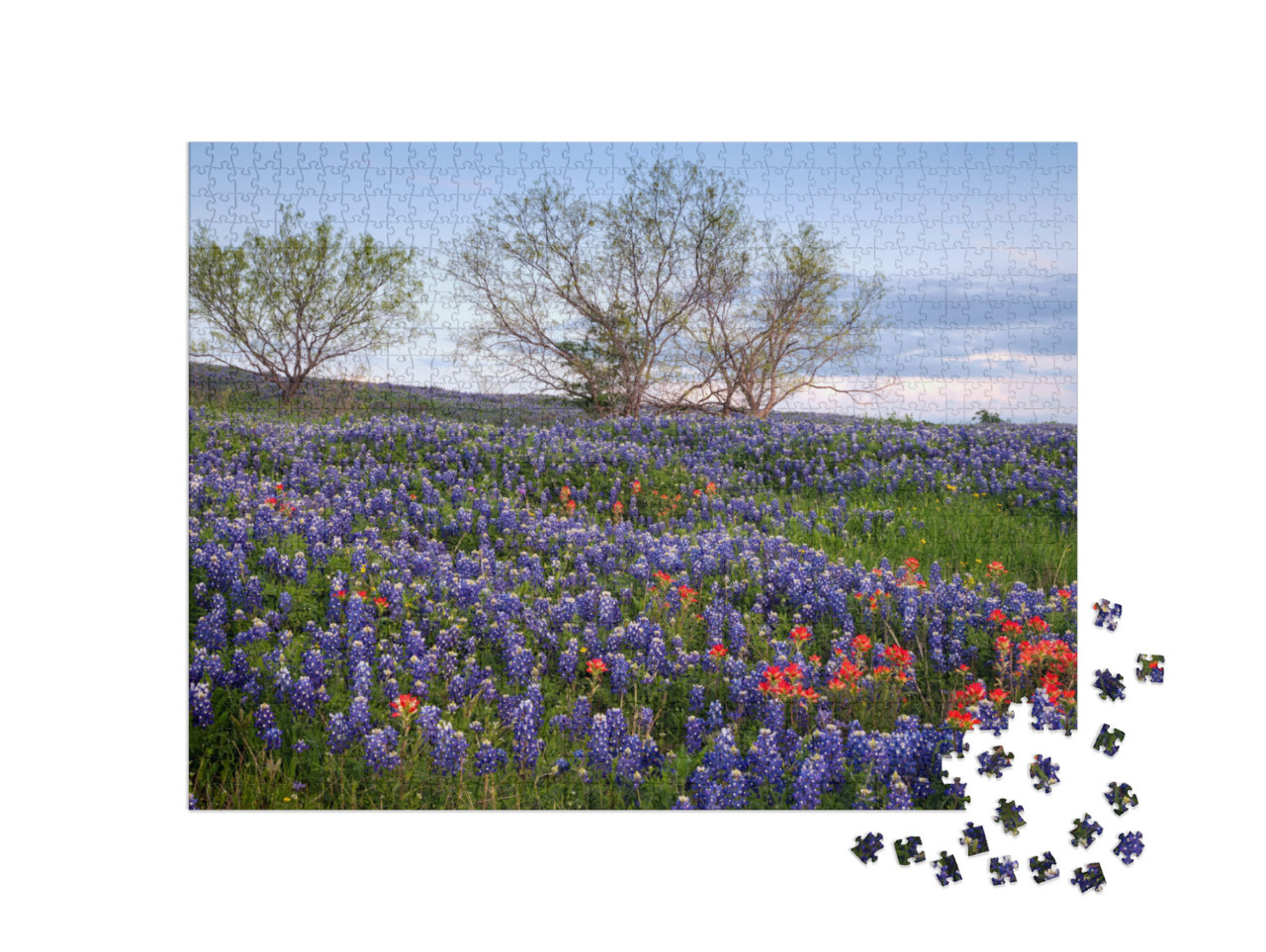 Bluebonnet Filled Meadow on the Ennis Bluebonnet Trail in... Jigsaw Puzzle with 1000 pieces