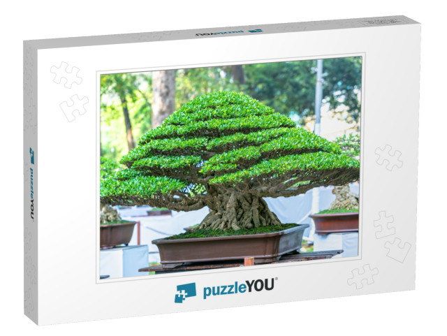 Green Old Bonsai Tree Isolated in a Pot Plant in the Shap... Jigsaw Puzzle