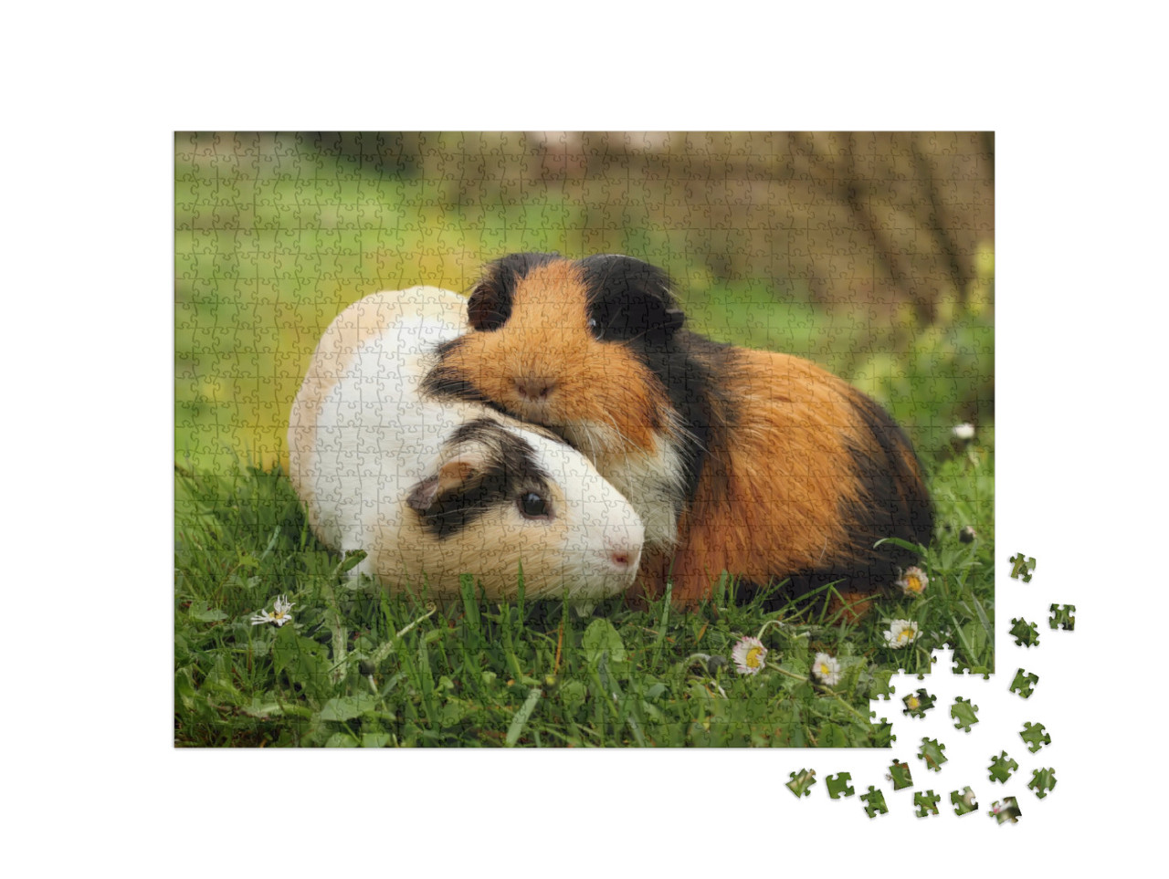 Guinea Pig Friends... Jigsaw Puzzle with 1000 pieces