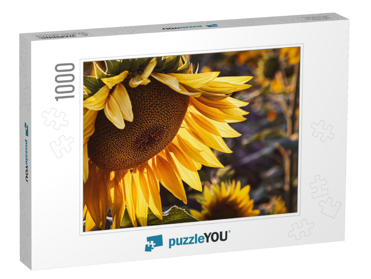 Yellow Sunflower in the Sunset Light. Close-Up. Sunflower... Jigsaw Puzzle with 1000 pieces