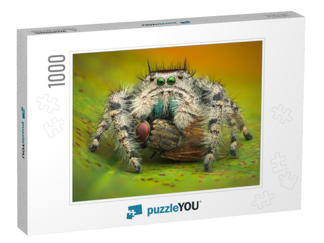 A Female Phidippus Adumbratus Eating a Housefly. Macro Cl... Jigsaw Puzzle with 1000 pieces