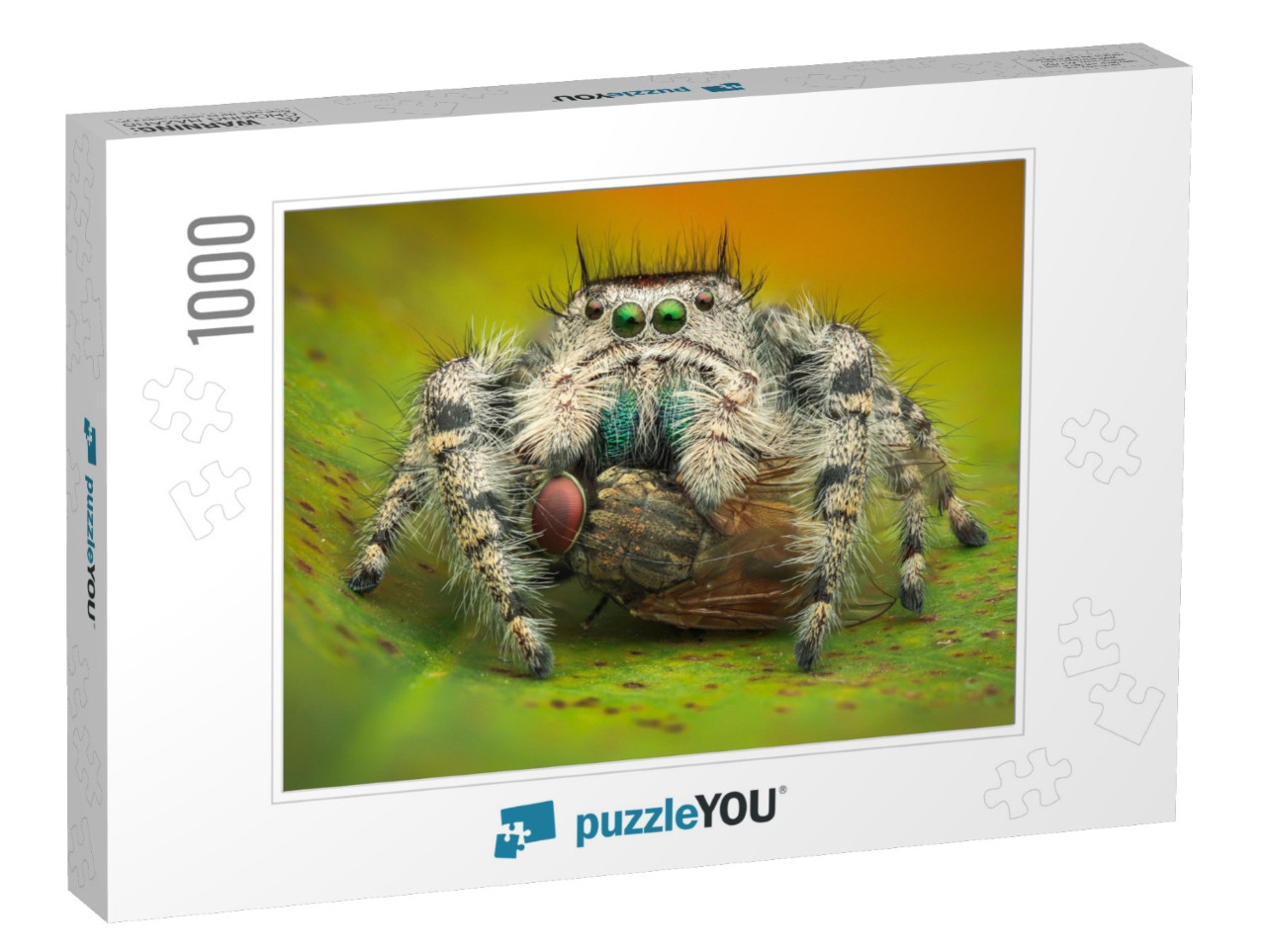 A Female Phidippus Adumbratus Eating a Housefly. Macro Cl... Jigsaw Puzzle with 1000 pieces