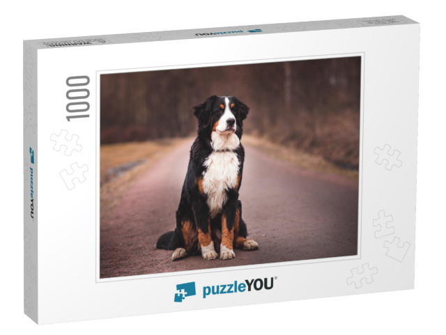 Bernese Mountain Dog Sitting on the Road... Jigsaw Puzzle with 1000 pieces