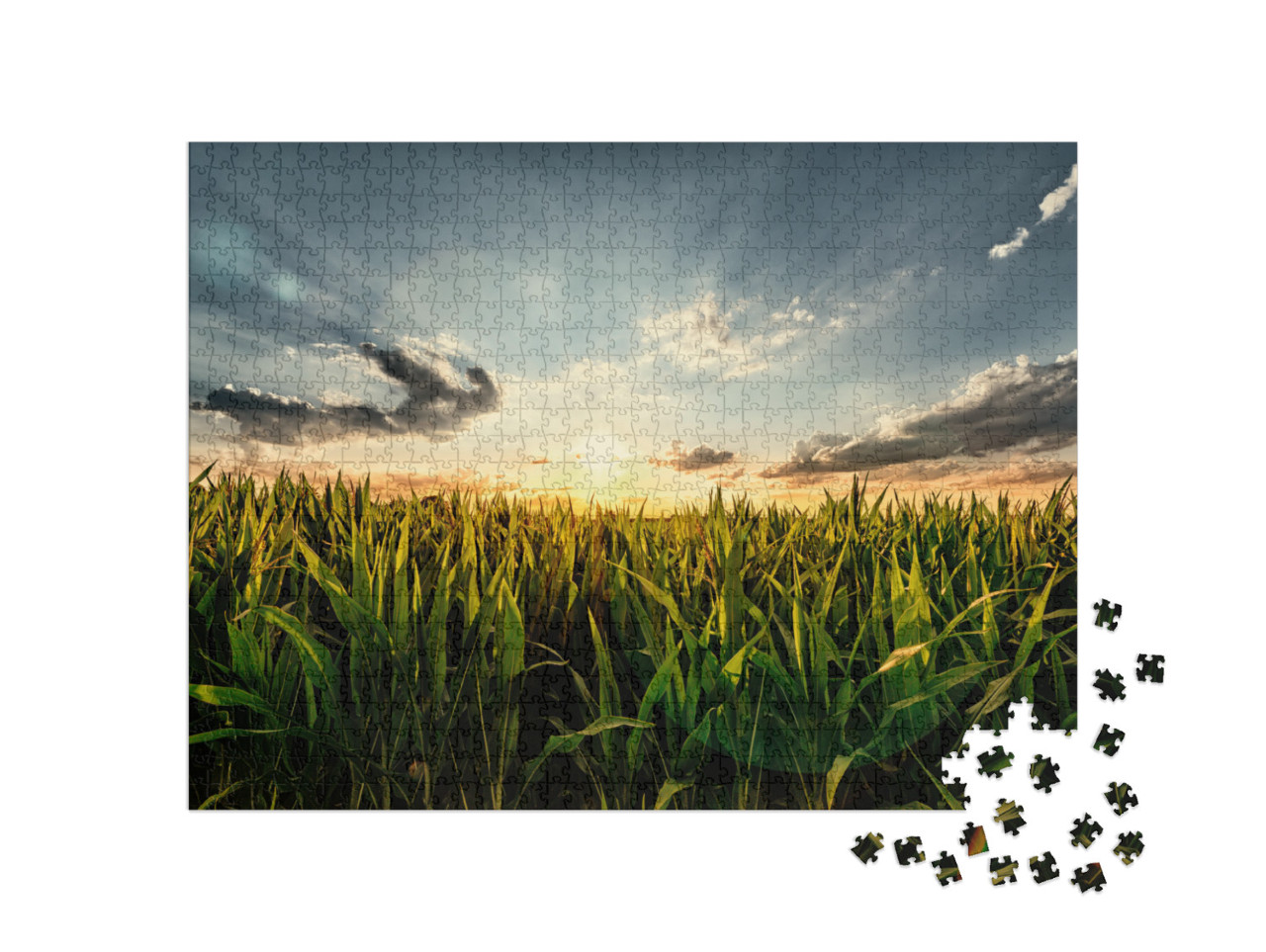 Cornfield in the Sunset - with Lens Flare Effect... Jigsaw Puzzle with 1000 pieces