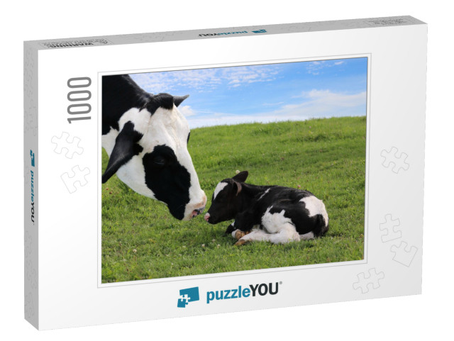 Close-Up of Mother Holstein Cows Face Watching Over Her T... Jigsaw Puzzle with 1000 pieces