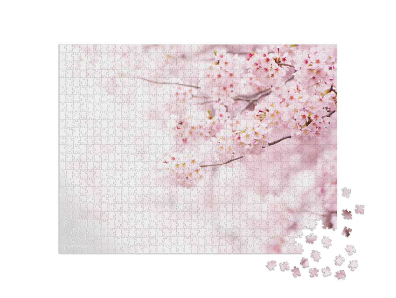 Cherry Blossom in Full Bloom. Cherry Flowers in Small Clu... Jigsaw Puzzle with 1000 pieces