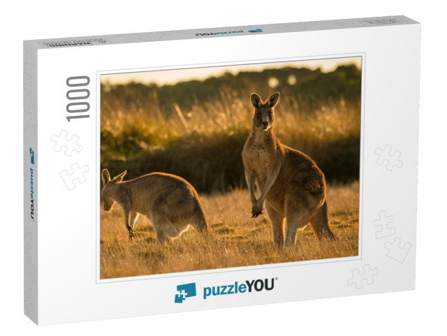 Kangaroo in Open Field During a Golden Sunset... Jigsaw Puzzle with 1000 pieces