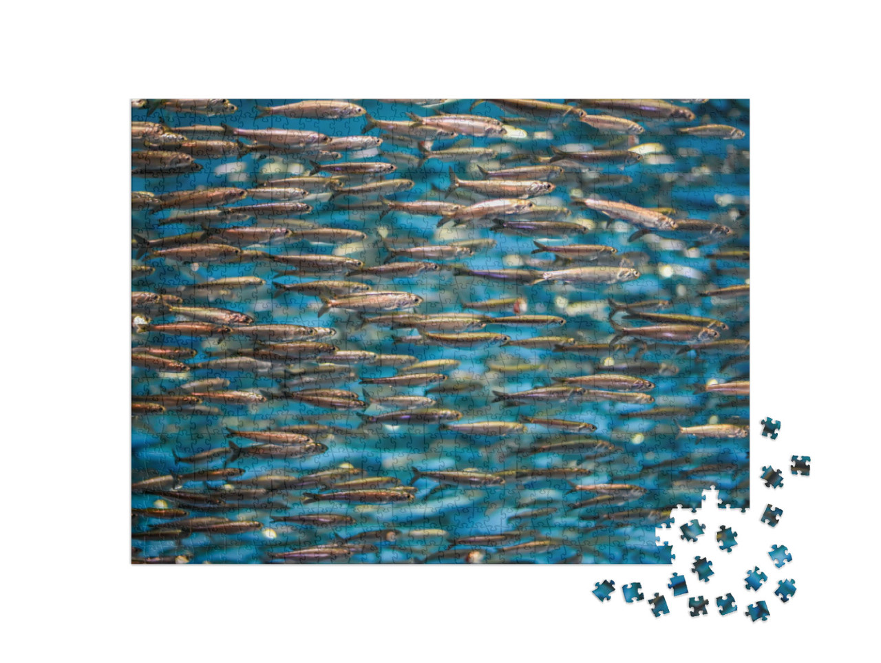 A School of Anchovies Swimming in the Deep Blue Sea of th... Jigsaw Puzzle with 1000 pieces