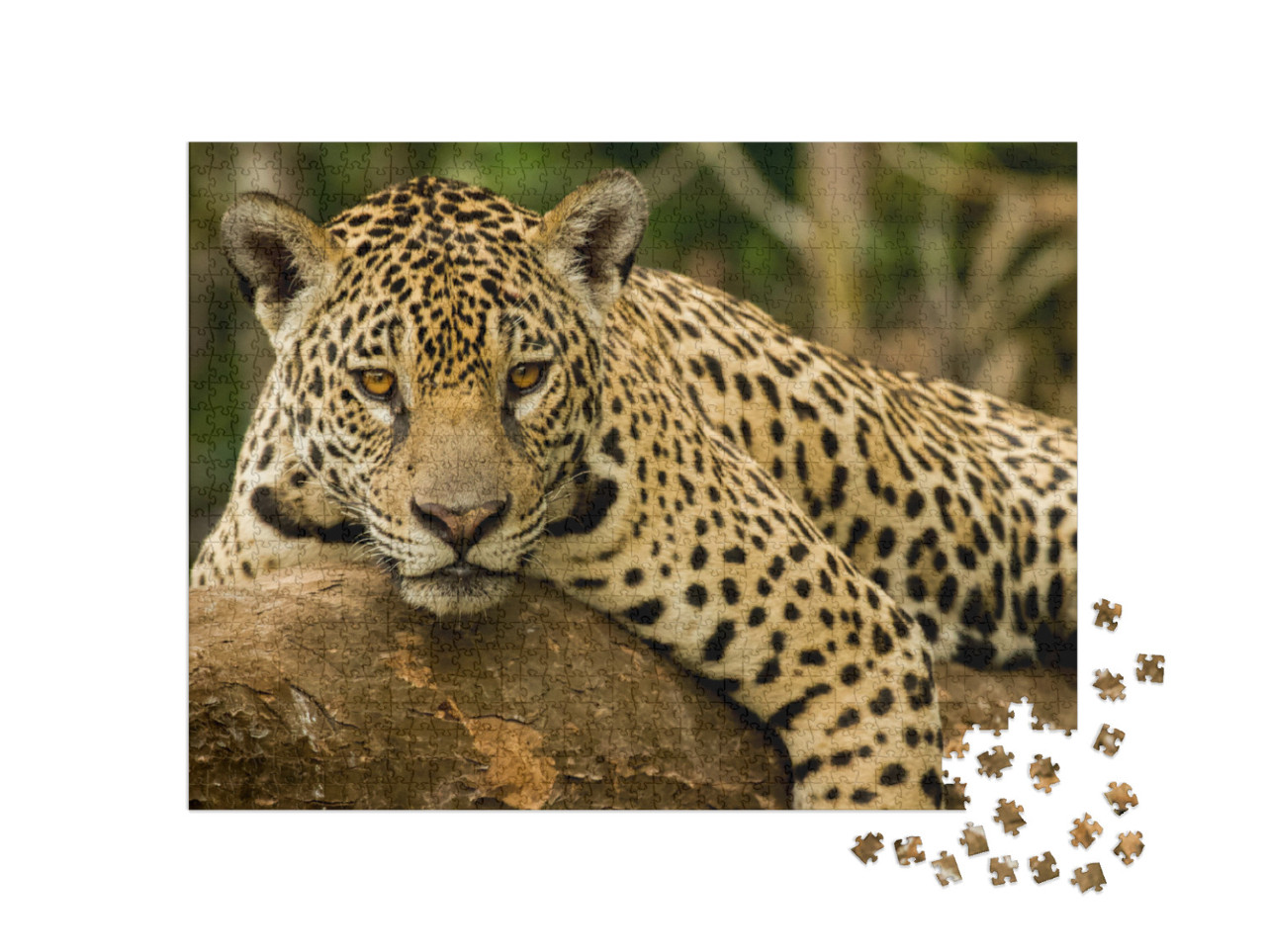 Brazilian Pantanal the Jaguar... Jigsaw Puzzle with 1000 pieces