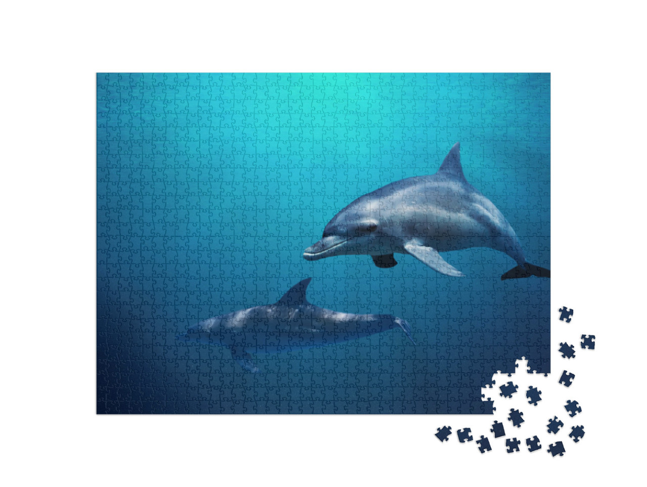 Fantastic Detail in the Deep Clear Blue Water. Two Dolphi... Jigsaw Puzzle with 1000 pieces