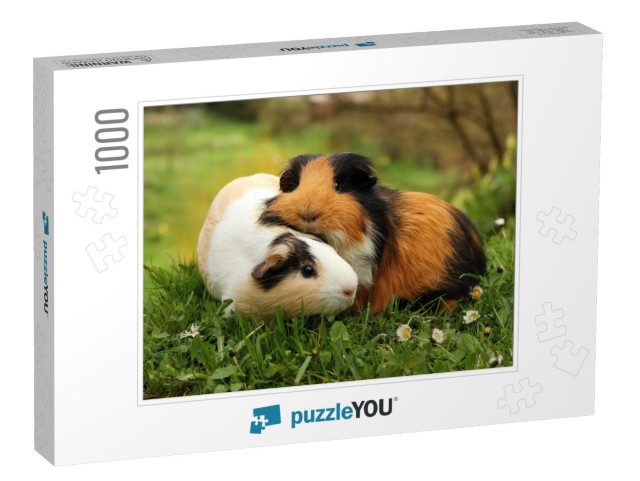 Guinea Pig Friends... Jigsaw Puzzle with 1000 pieces