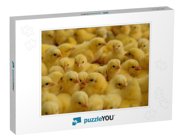 Lot of Little Chickens in a Farm... Jigsaw Puzzle
