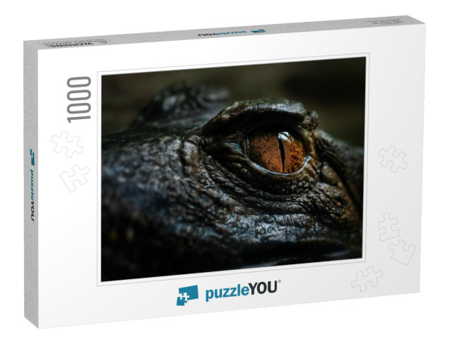 Cuviers Smooth-Fronted Caiman - Paleosuchus Palpebrosus... Jigsaw Puzzle with 1000 pieces