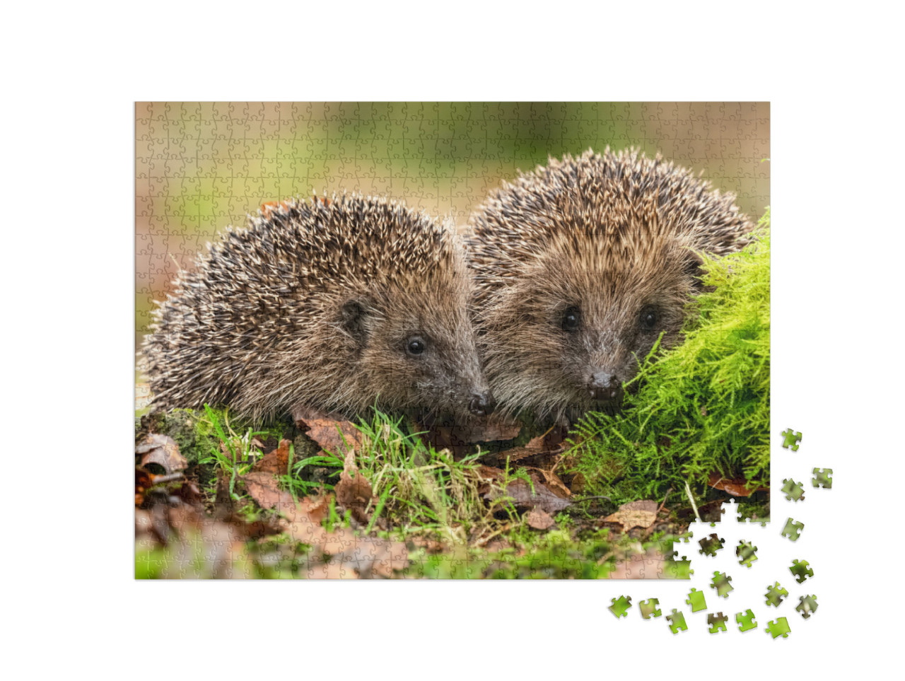 Hedgehogs Scientific Name Erinaceus Europaeus Two Wild, N... Jigsaw Puzzle with 1000 pieces