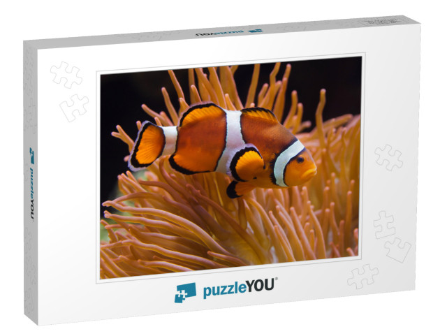 Ocellaris Clownfish Amphiprion Ocellaris, Also Known as t... Jigsaw Puzzle