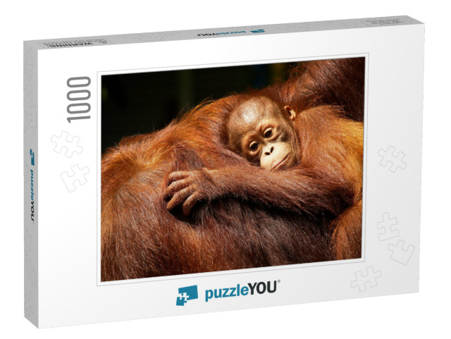 Female Orangutan & Her Baby in the Rainforest... Jigsaw Puzzle with 1000 pieces