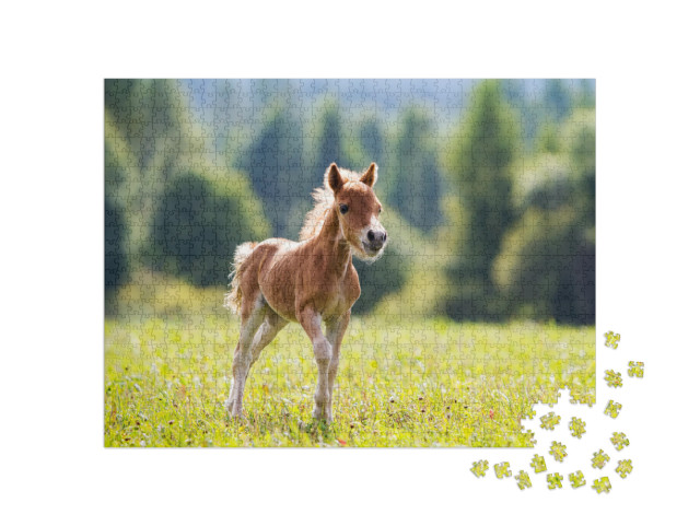 Foal Mini Horse Falabella... Jigsaw Puzzle with 1000 pieces