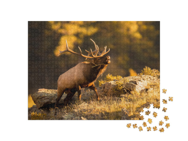 Bull Elk Bugling for Mate in September... Jigsaw Puzzle with 1000 pieces