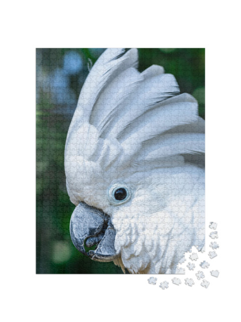 The White Cockatoo Cacatua Alba, Also Known as the Umbrel... Jigsaw Puzzle with 1000 pieces