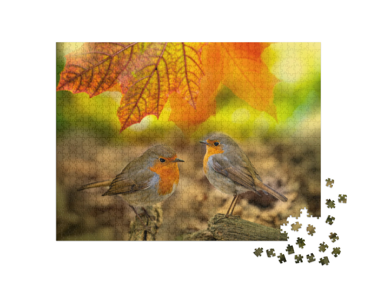 Red Robin Erithacus Rubecula Birds Close Up in a Forest... Jigsaw Puzzle with 1000 pieces