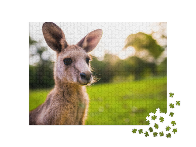 Young Kangaroo on East Coast of Australia. Close Up of He... Jigsaw Puzzle with 1000 pieces